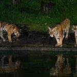 Taiping Zoo