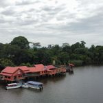 Orang Utan Island