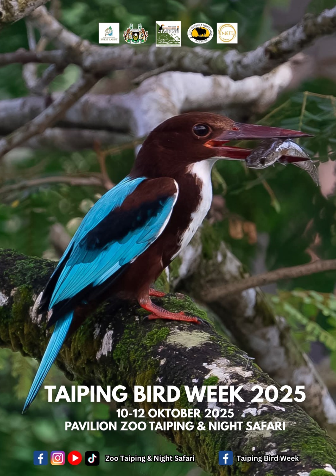 Taiping Bird Week 2025
